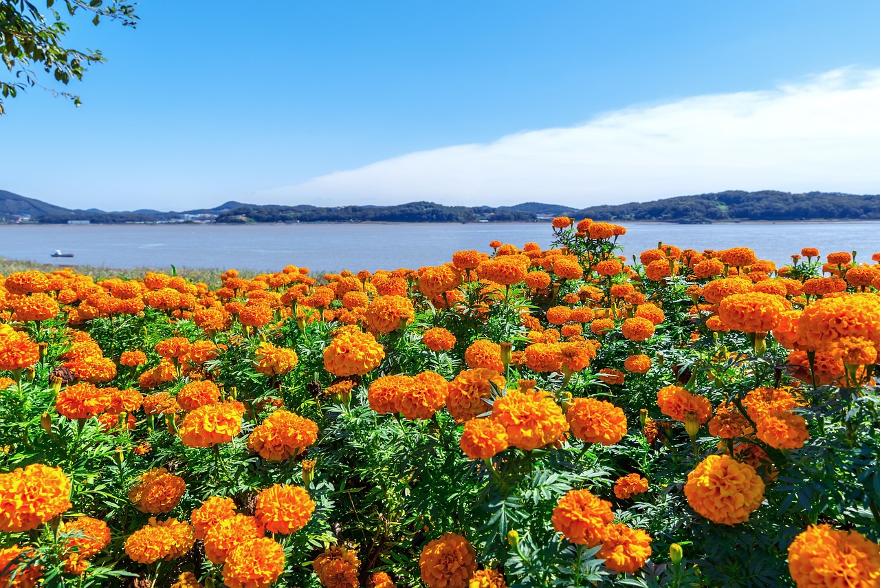 Gangwhado Flower Festival