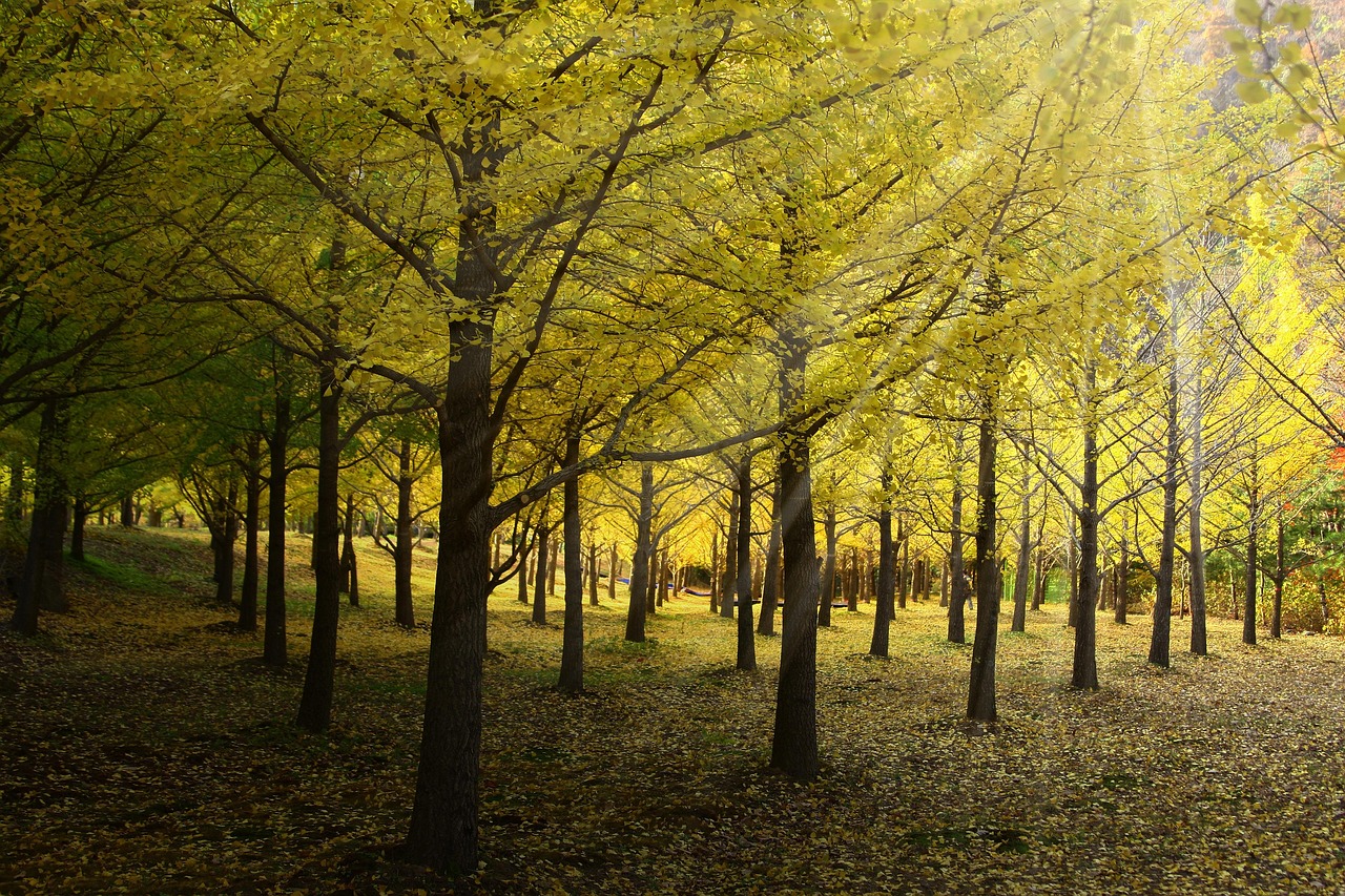 Nature Culture