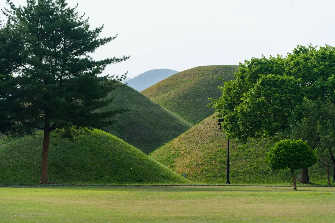 Two large grass-covered burial mounds between pine and broadleaf trees