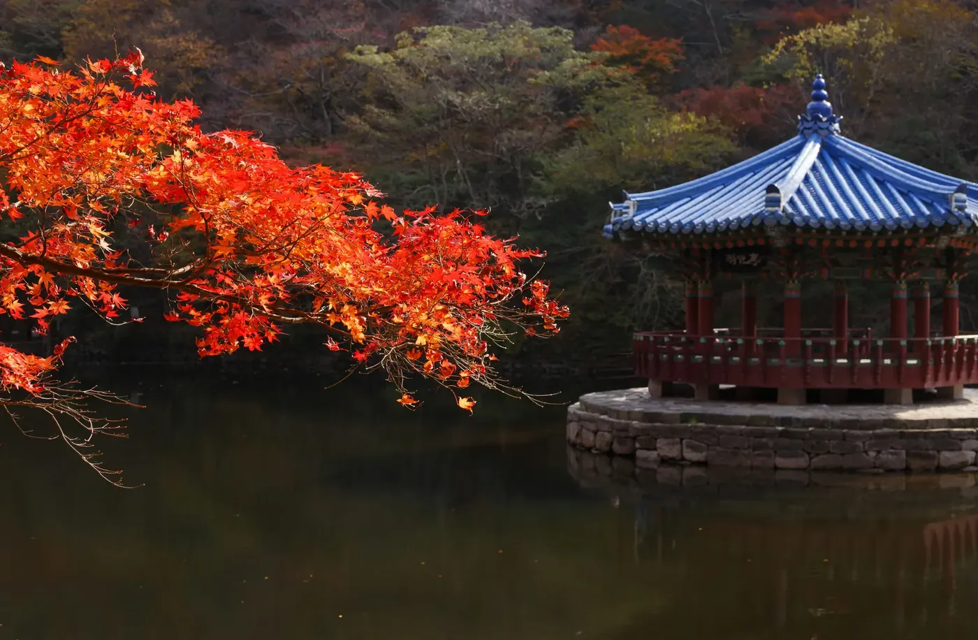 A branch of bright red maple leaves reaching over dark water beside a blue-tiled pavilion